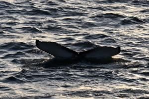 humpback whale fluke