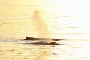 humpback whales