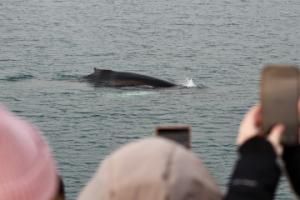 humpback whale surfaces very close to boat and onlooking passengers