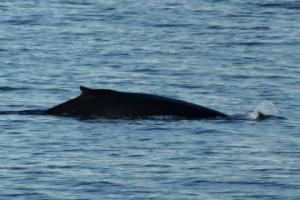 humpback whale