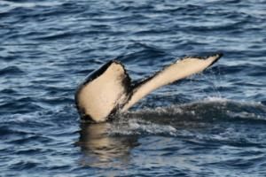 humpback whale fluke
