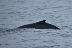 humpback whale dorsal fin