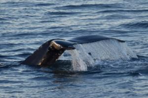 humpback whale fluke