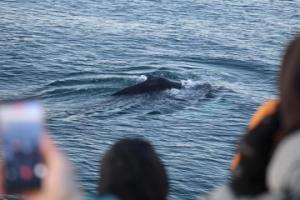 passengers on a boat tour look at humpback whale