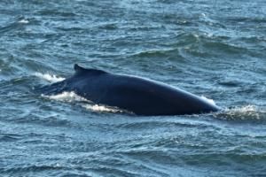 humpback whale dorsal fin