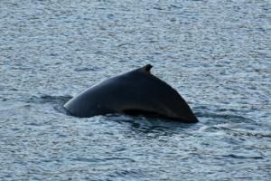 humpback whale dorsal fin