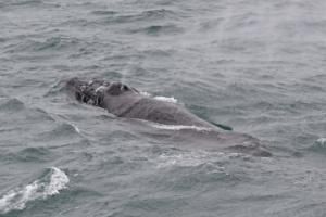 humpback whale