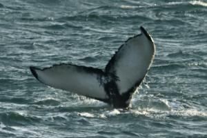 humpback whale fluke