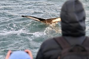 humpback whale close to boat