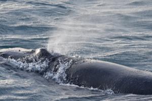 humpback whale
