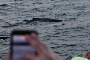 humpback whale being photographed