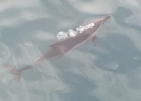 common dolphin reykjavik iceland