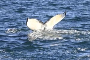 20th feb - Humpback Whale 