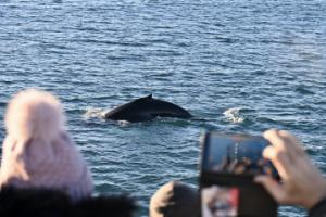 humpback whale close to boat and passengers