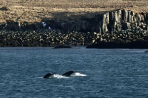 humpback whale surface near land