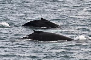 humpback whales