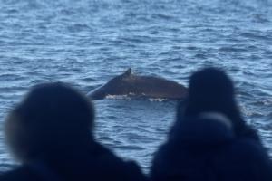 humpback whale between whale watchers