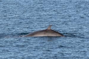 first minke whale of 2026
