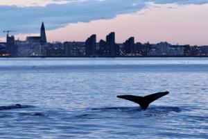 humpback whale at sunrise next to reykjavik skyline