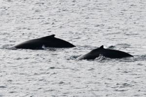 humpback whales