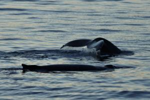 humpback whales