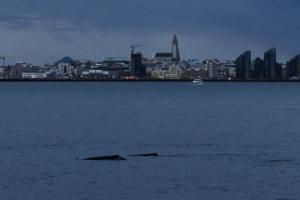 humpback whales near Reykjavik city