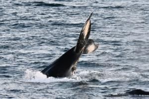 humpback whale peduncle throw