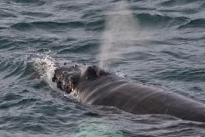 humpback whale