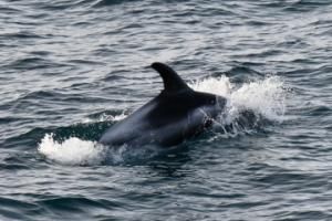 white-beaked dolphin