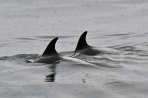 white-beaked dolphins surfacing in a pair