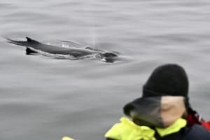 humpback whale next to whale watcher