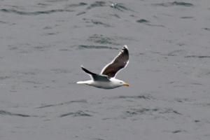 seagull flying over gloomy seas