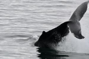 humpback whale throws its peduncle in the air