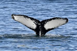 humpback whale fluke
