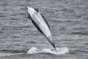 white-beaked dolphin jumping