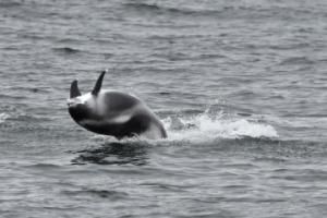 white-beaked dolphin twirling