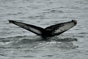 humpback whale flukeprint