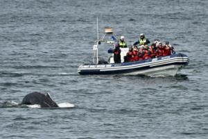 humpback whale close to boat