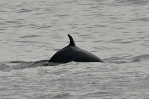 minke whale