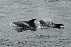 white-beaked dolphins