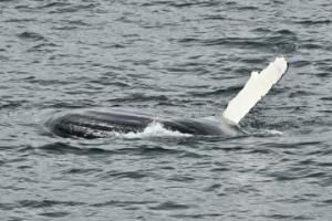 humpback whale feeding on sandeel