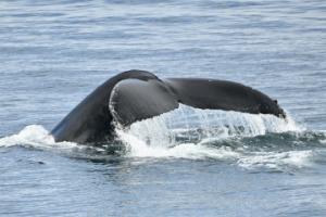 humpback whale