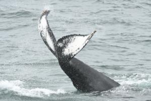 Humpback whale tail slapping in front of Elding the whale watching boat.