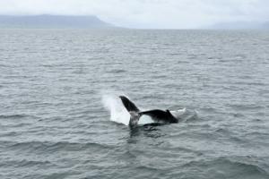 humpback whale tail throwing