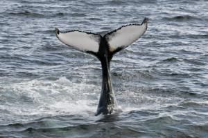 Humpback whale tail slapping