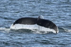 humpback whale fluke