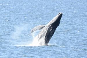 humpback whale breaching backwards