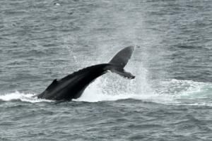 humpback whale throws his fluke in the air