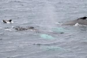 white-beaked dolphin swims with humpback whales