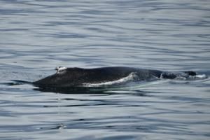 humpback whale with bitemark on its dorsal fin